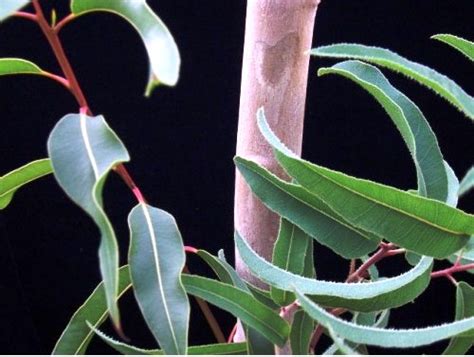 eucalipto citriodora - eucalipto tratado
